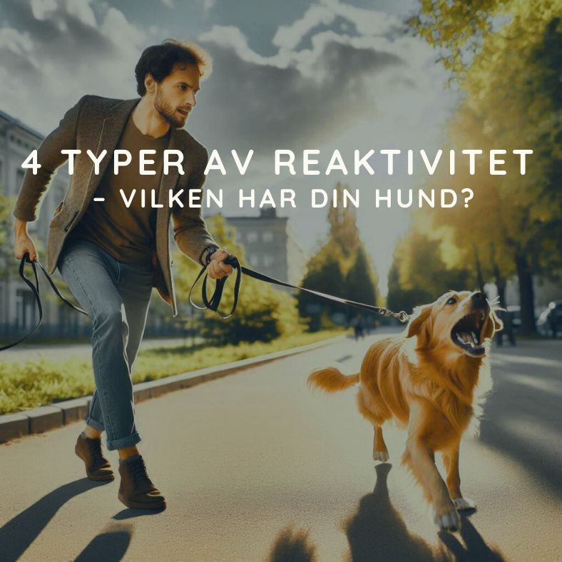 hundmoteskurs-motala-ostergotland-hundtranare-motala-ostergotland-hundinstruktor-motala-ostergotland-hundkurser-motala-ostergotland-vardagslydnad-motala-ostergotland-hjalp-med-hundproblem-motala