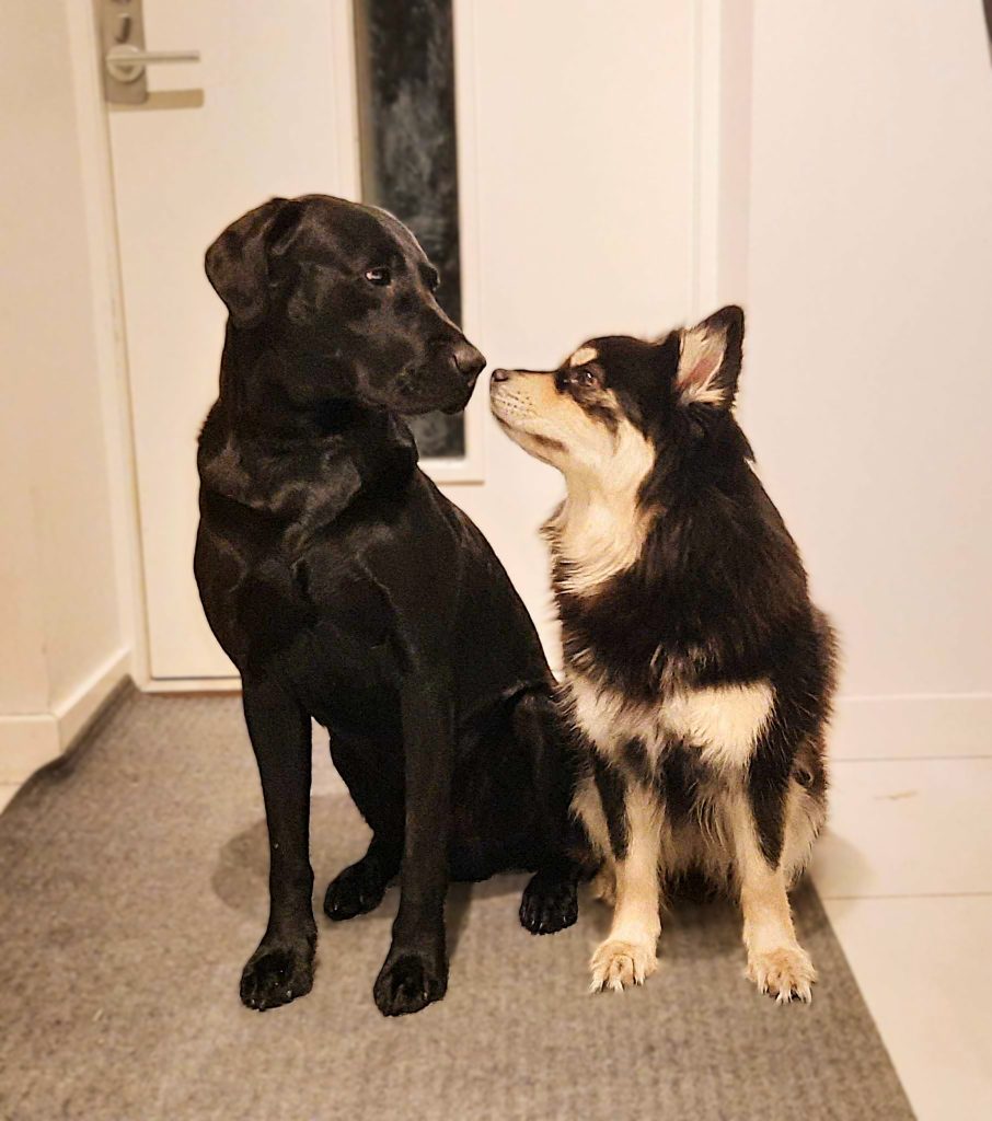 hundkurs-motala-privatlektion-motala-hundtranare-motala-hundinstruktor-motala-hjalp-med-hundproblem-motala-valpkurs-motala-hundmote-motala-ostergotland