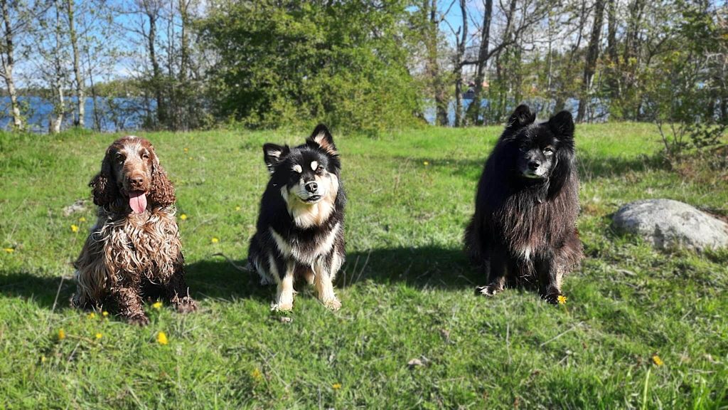 hundtranare-motala-ostergotland-hundkurs-motala-ostergotland-privattraning-motala-ostergotland-hundinstruktor-motala-hundhjalp-med-hundproblem-motala-hundmoteskurs-motala