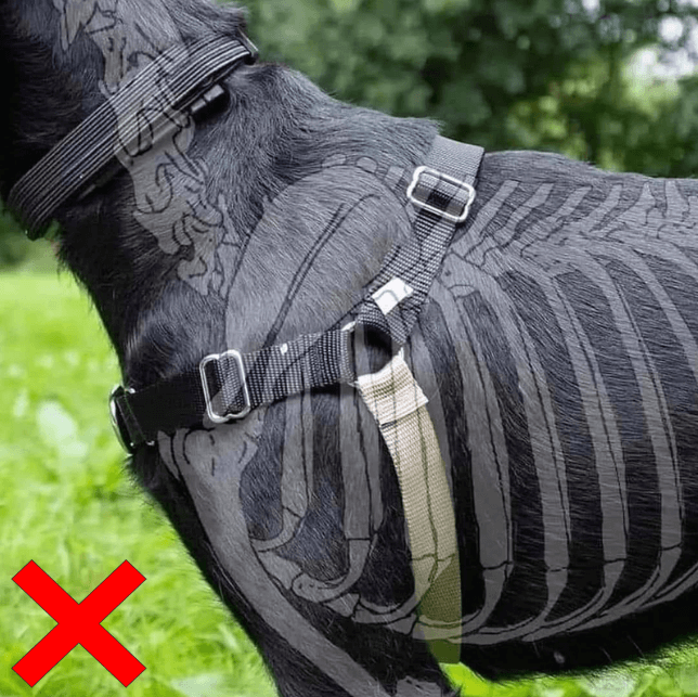 valpkurs-motala-ostergotland-hundmoteskurs-motala-ostergotland-vardagslydnad-motala-ostergotland-hundkurs-motala-ostergotland-hundtranare-motala-ostergotland-hundinstruktor-motala-ostergotland