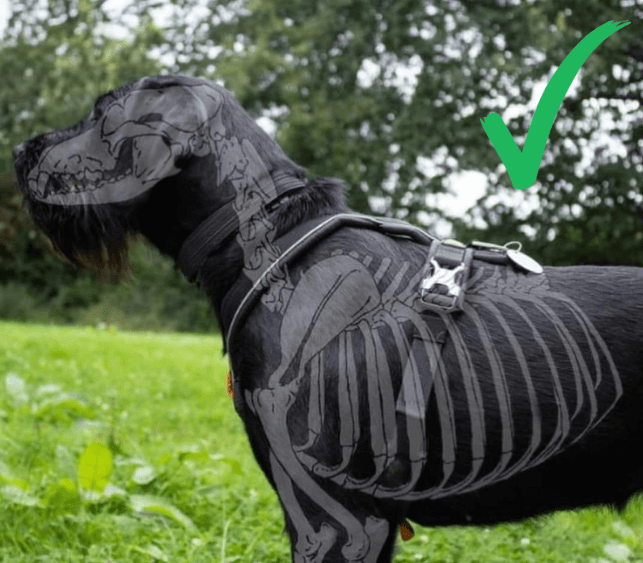 valpkurs-motala-ostergotland-hundmoteskurs-motala-ostergotland-vardagslydnad-motala-ostergotland-hundkurs-motala-ostergotland-hundtranare-motala-ostergotland-hundinstruktor-motala-ostergotland-