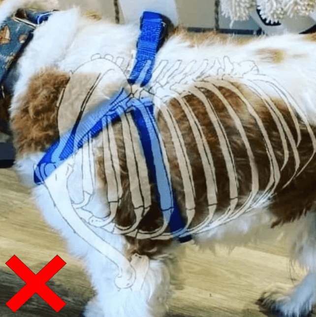 valpkurs-motala-ostergotland-hundmoteskurs-motala-ostergotland-vardagslydnad-motala-ostergotland-hundkurs-motala-ostergotland-hundtranare-motala-ostergotland-hundinstruktor-motala-ostergotland