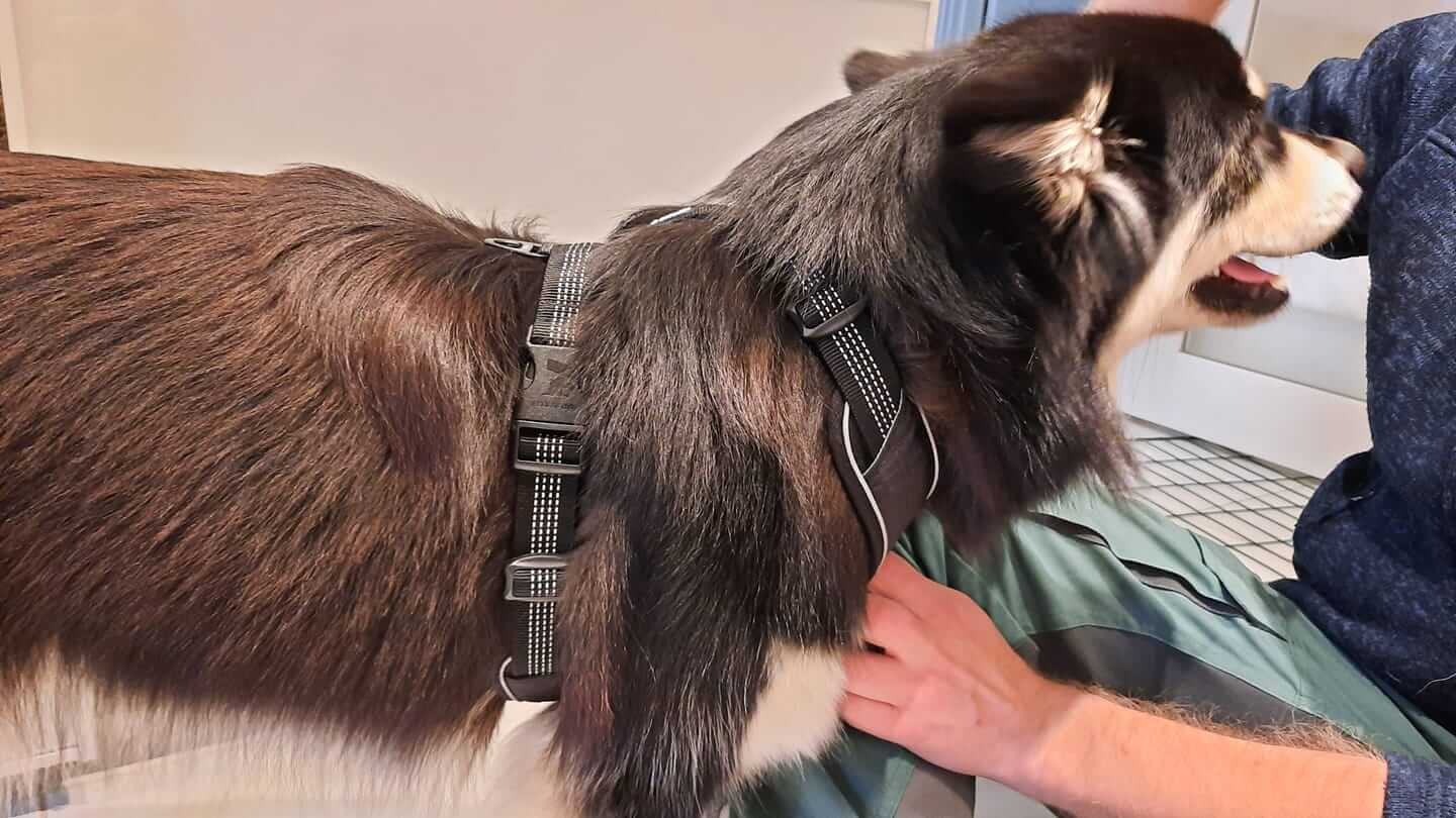 vilken-sele-till-hund-ratt-sele-till-hund-fel-sele-till-hund-y-sele-h-sele-sele-battre-an-halsband-vilket-halsband-till-hund