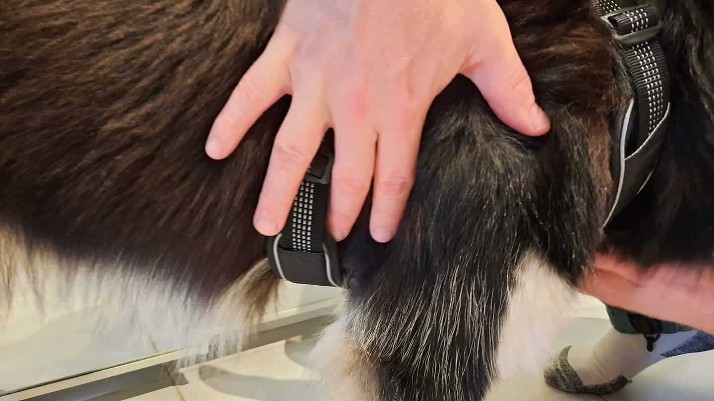 vilken-sele-till-hund-ratt-sele-till-hund-fel-sele-till-hund-y-sele-h-sele-sele-battre-an-halsband-vilket-halsband-till-hund
