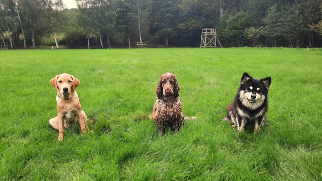 hundkurser motala östergötland, hundmöteskurs motala östergötland, valpkurs motala östergötland, hundträning motala östergötland, vardagslydnad motala östergötland, hundinstruktör motala östergötland, hjälp med hundproblem motala östergötland