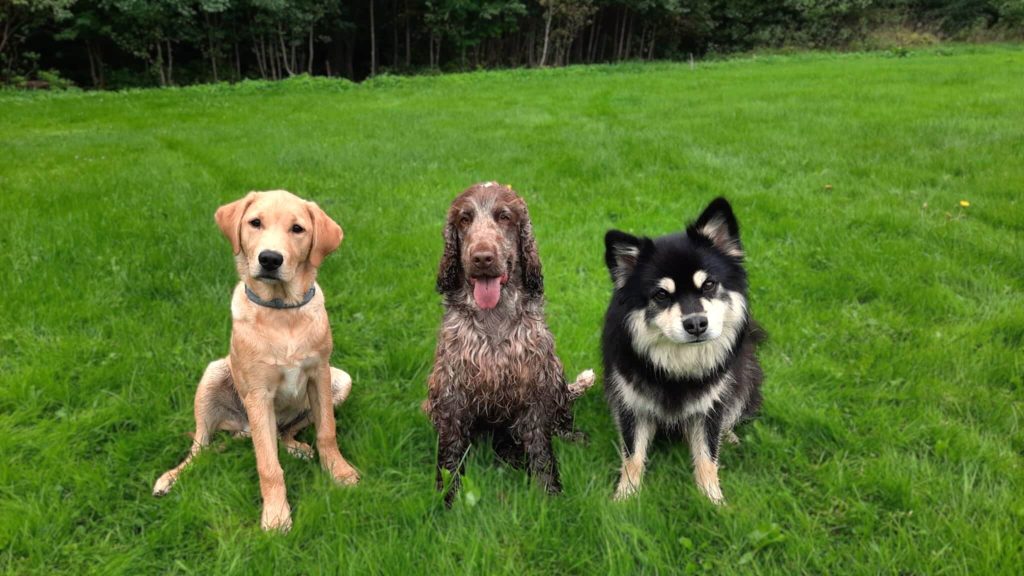Håll dig lugn och träna hund! http://hannahundtraning.se/wp-content/uploads/2025/03/hundkurser-motala-ostergotland-hundmoteskurs-motala-ostergotland-valpkurs-motala-ostergotland-vardagslydnadskurs-motala-ostergotland-hundinstruktor-motala-ostergotland-hundcoach-motala-hundhjalp-1.jpg Hannas Hundträning - Hanna Le Thi
