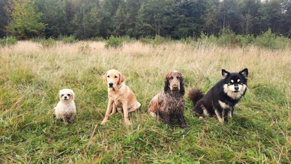 valpkurs-motala-ostergotland-hundkurs-motala-ostergotland-hundmote-motala-ostergotland-hundtraning-motala-ostergotland-hundproblem-motala-ostergotland-hundinstruktor-motala-ostergotland