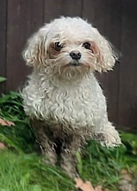 Håll dig lugn och träna hund! http://hannahundtraning.se/wp-content/uploads/2025/03/hundkurser-motala-ostergotland-hundmoteskurs-motala-ostergotland-valpkurs-motala-ostergotland-vardagslydnadskurs-motala-ostergotland-hundinstruktor-motala-ostergotland-hundcoach-motala-hundhjalp-1.jpg Hannas Hundträning - Hanna Le Thi