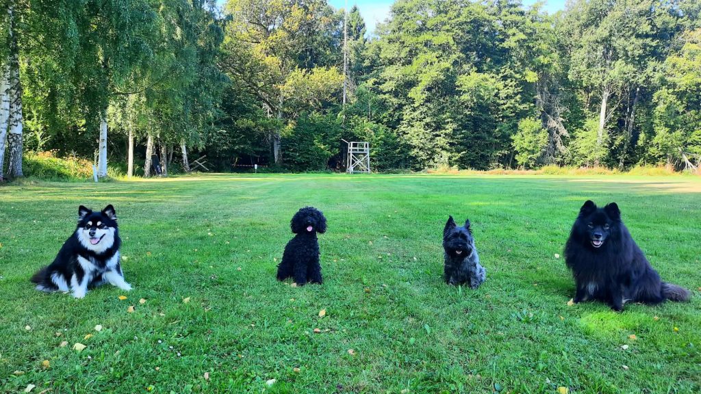 Hannas Hundträning - Håll dig lugn och träna hund! http://hannahundtraning.se/wp-content/uploads/2025/03/hundkurser-motala-ostergotland-hundmoteskurs-motala-ostergotland-valpkurs-motala-ostergotland-vardagslydnadskurs-motala-ostergotland-hundinstruktor-motala-ostergotland-hundcoach-motala-hundhjalp-1.jpg Hannas Hundträning - Hanna Le Thi
